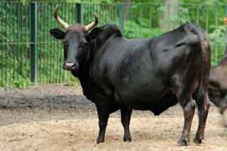 Kaukasuszebu.jpg