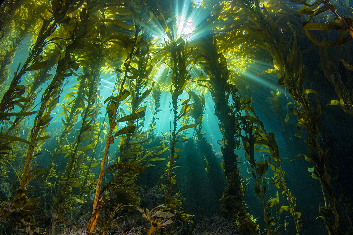 kelp_forest_douglas_klug_photo_lgdr.jpeg