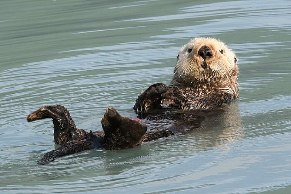 Kenai-Fjords-Glacier-Lodge-Sea-otter-D-opt2019.jpg