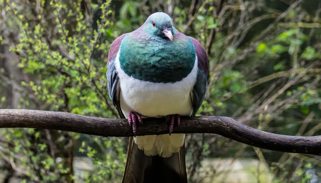kereru.jpg