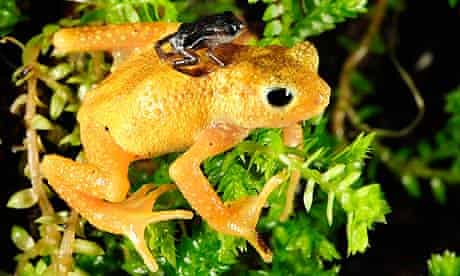 Kihansi-spray-toad-005.jpg