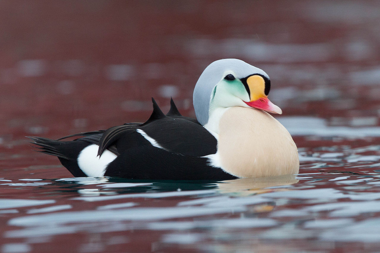 King_Eider_(Somateria_spectabilis)_(13667616745).jpg