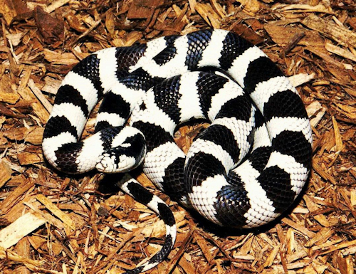 kingsnake.jpg