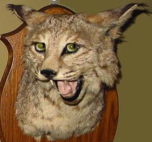 kitty.jpg