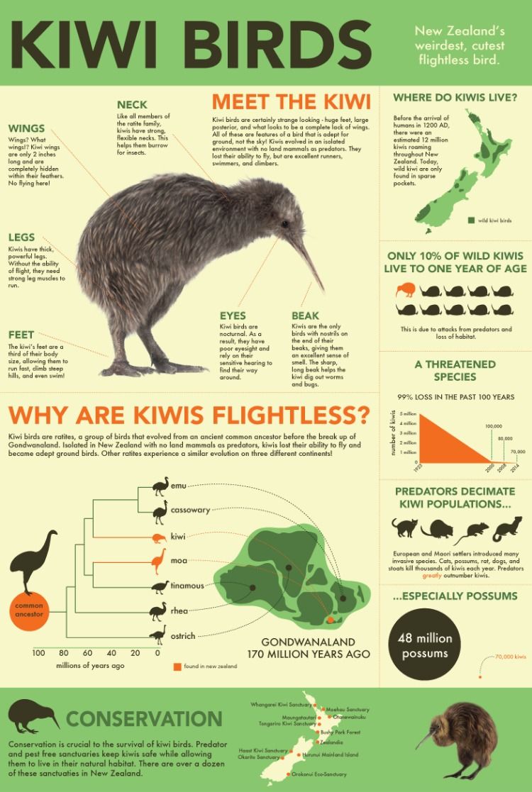 Kiwi.jpg