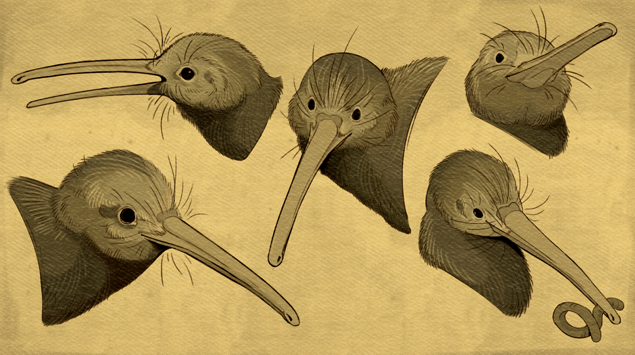 Kiwi Sketches Color Corrected.png
