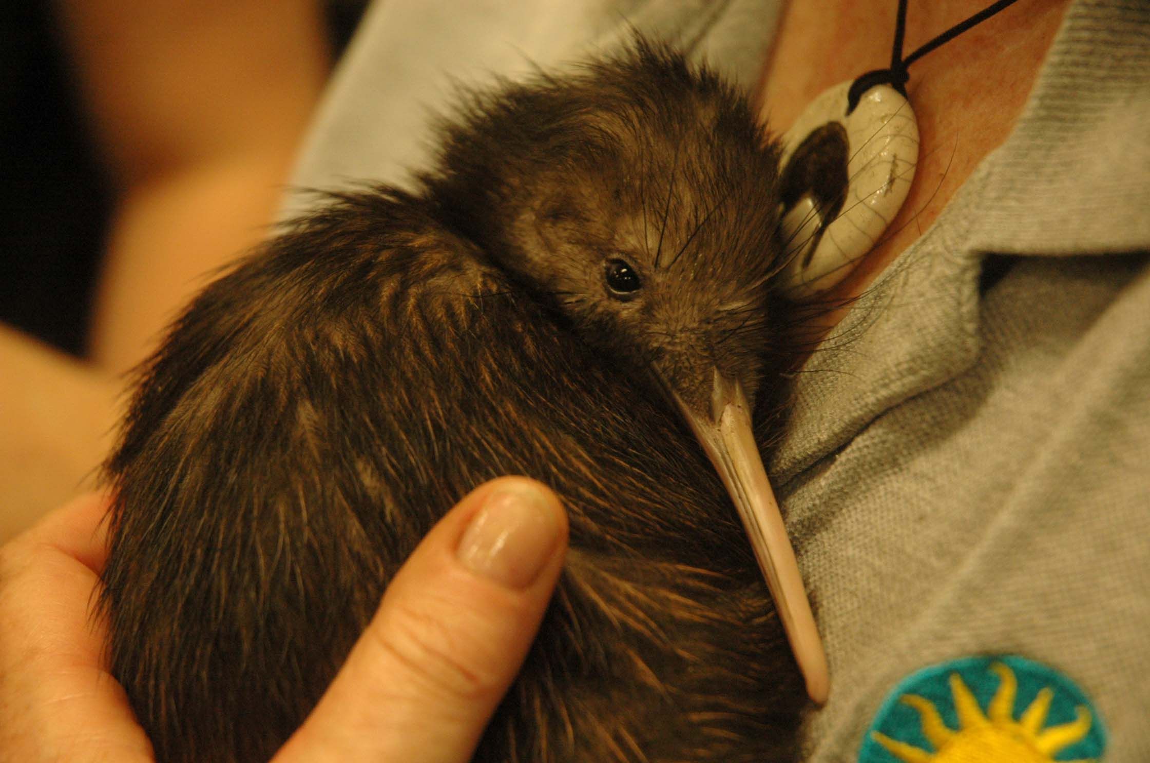 Kiwi1.jpg