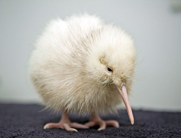 kiwi3.jpg