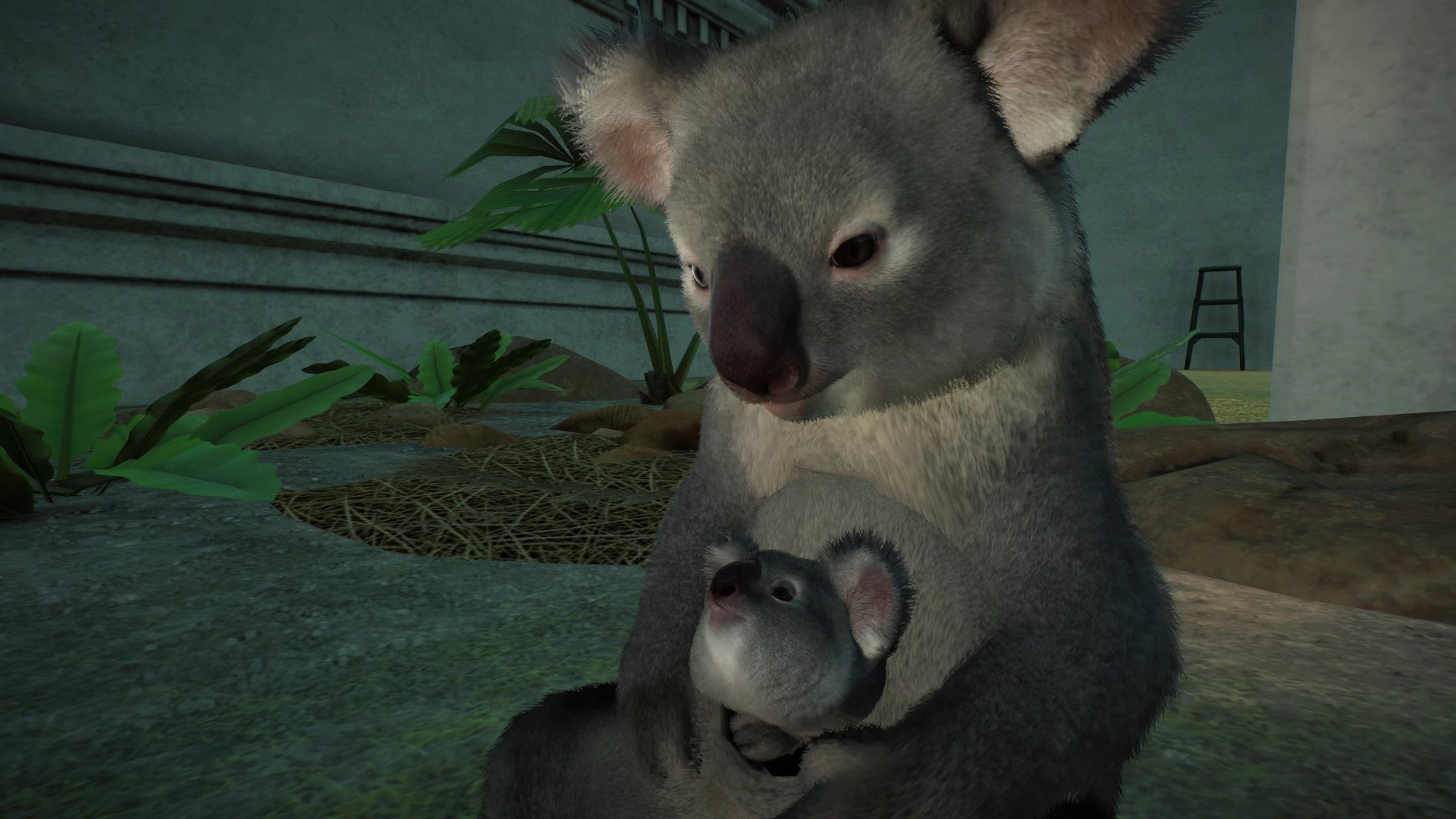koala birth (2).jpg