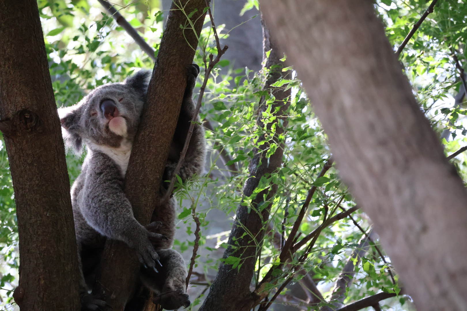 koala.jpg