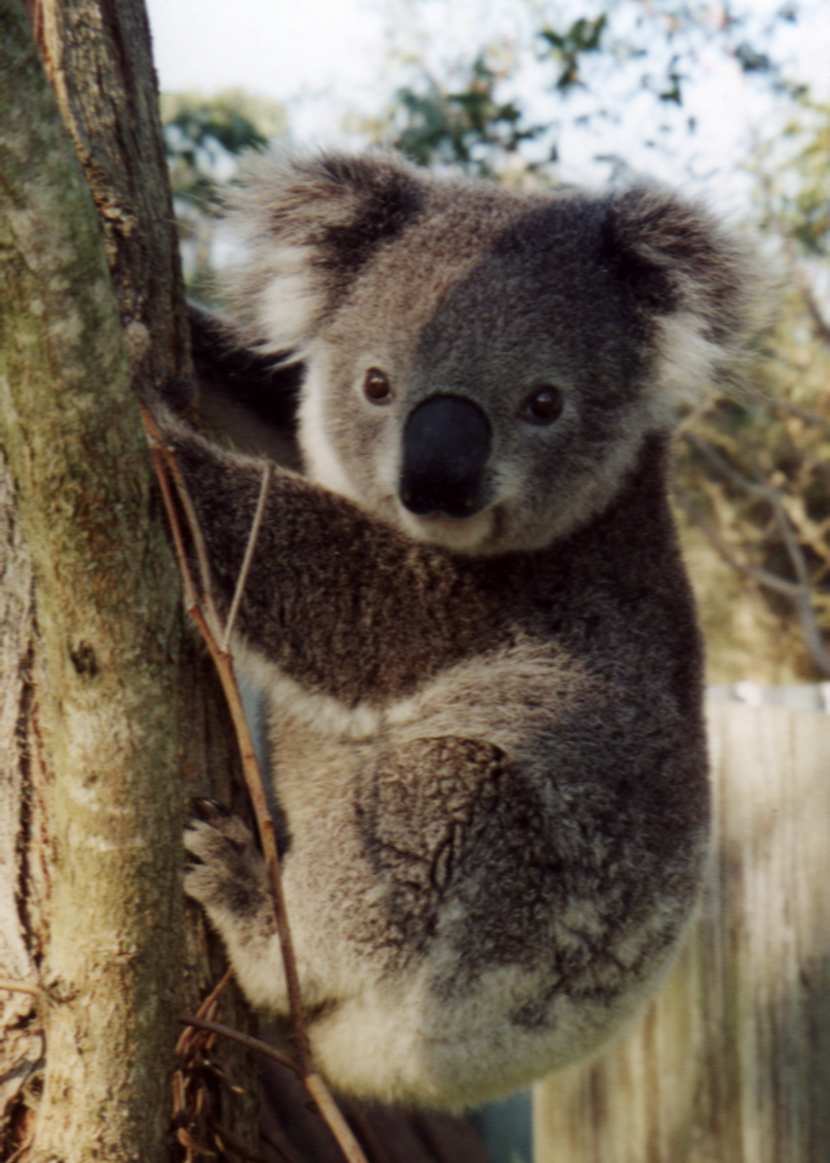 koala1.jpg