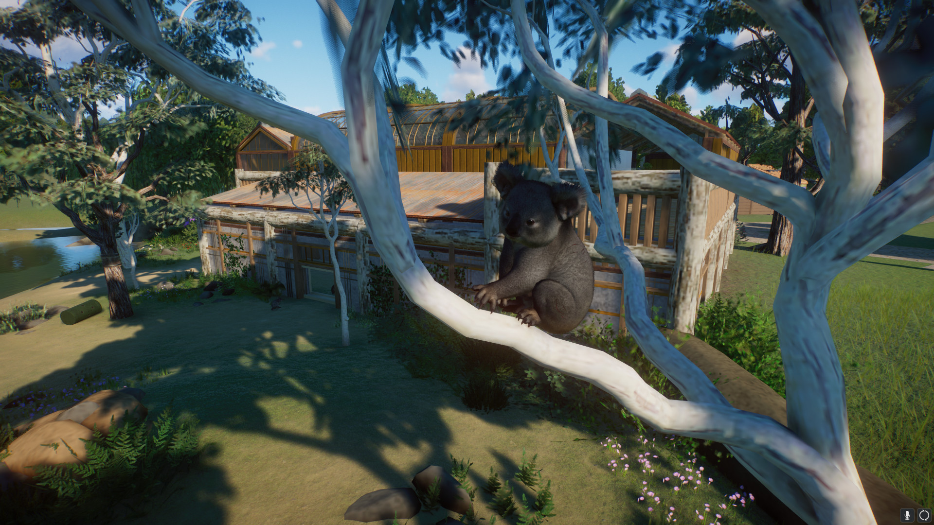 koala2.jpeg