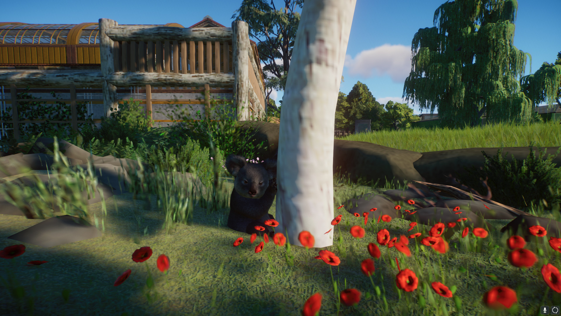 koala3.jpeg