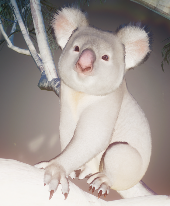 Koalaschild-2.png