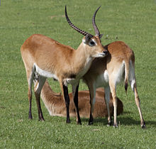 Kob_Antelope.jpg