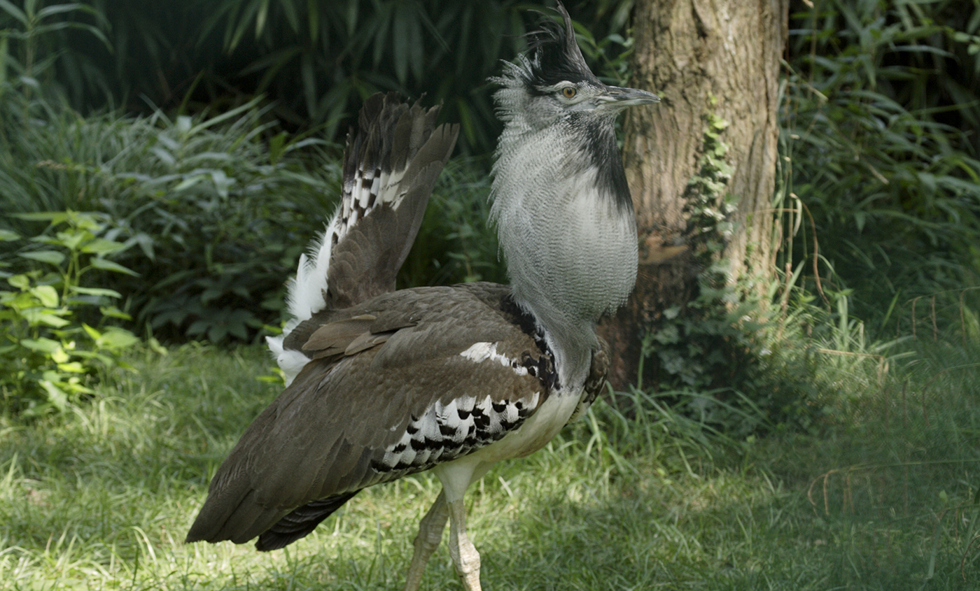 koribustard-001.jpg