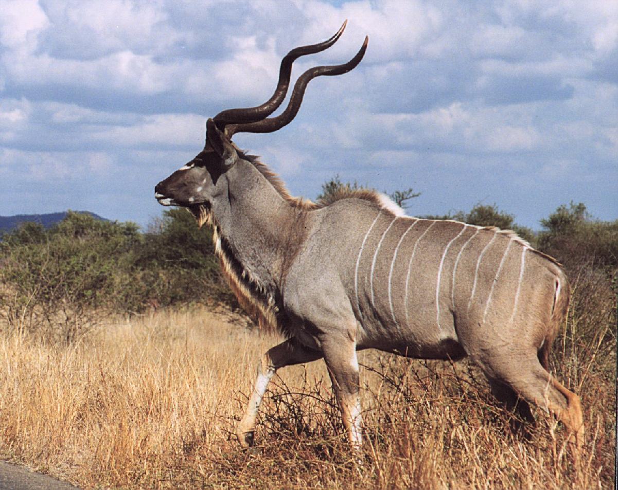 kudubull11.jpg