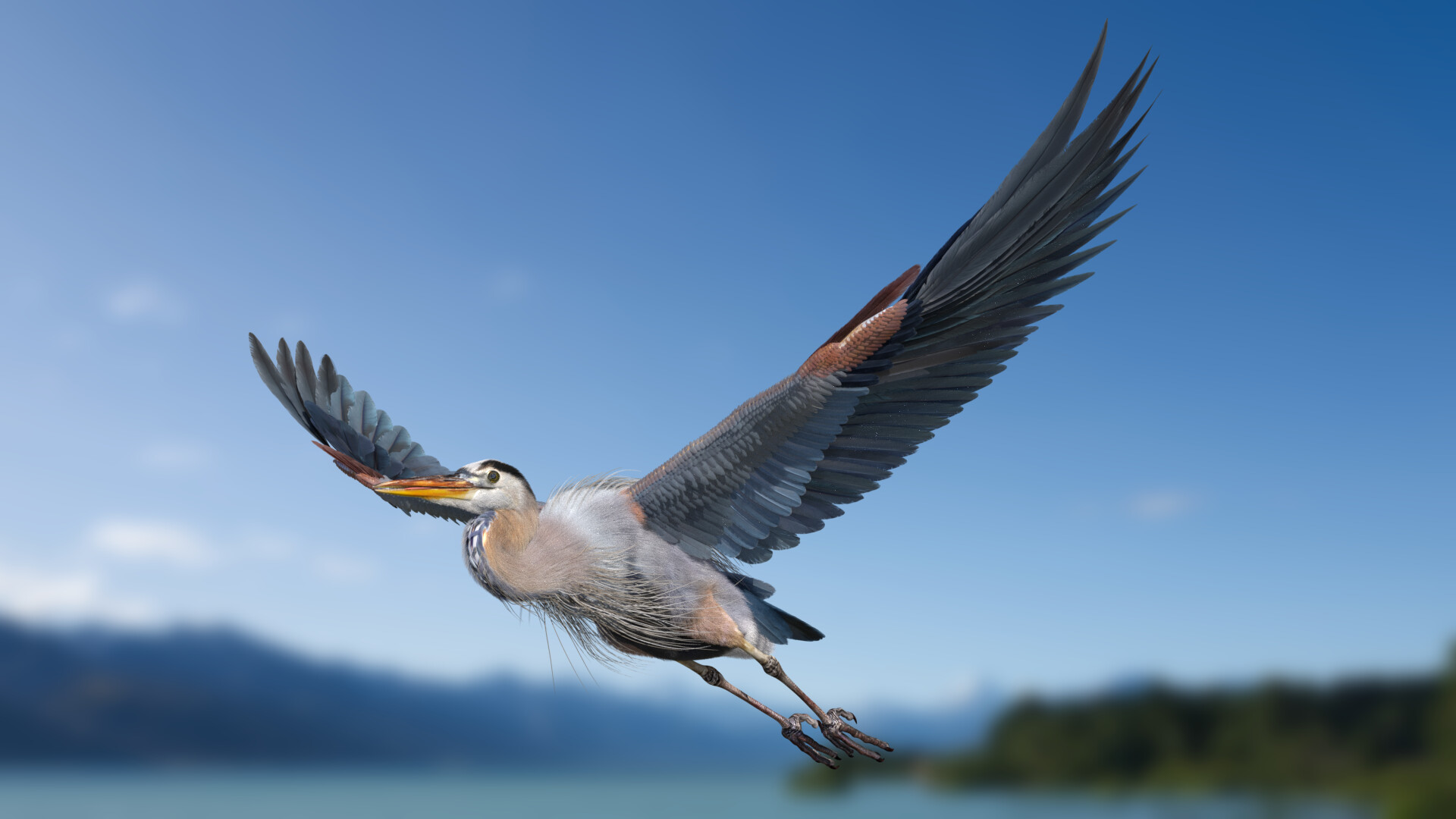 kudumartin-mart-ardea-herodias.jpg