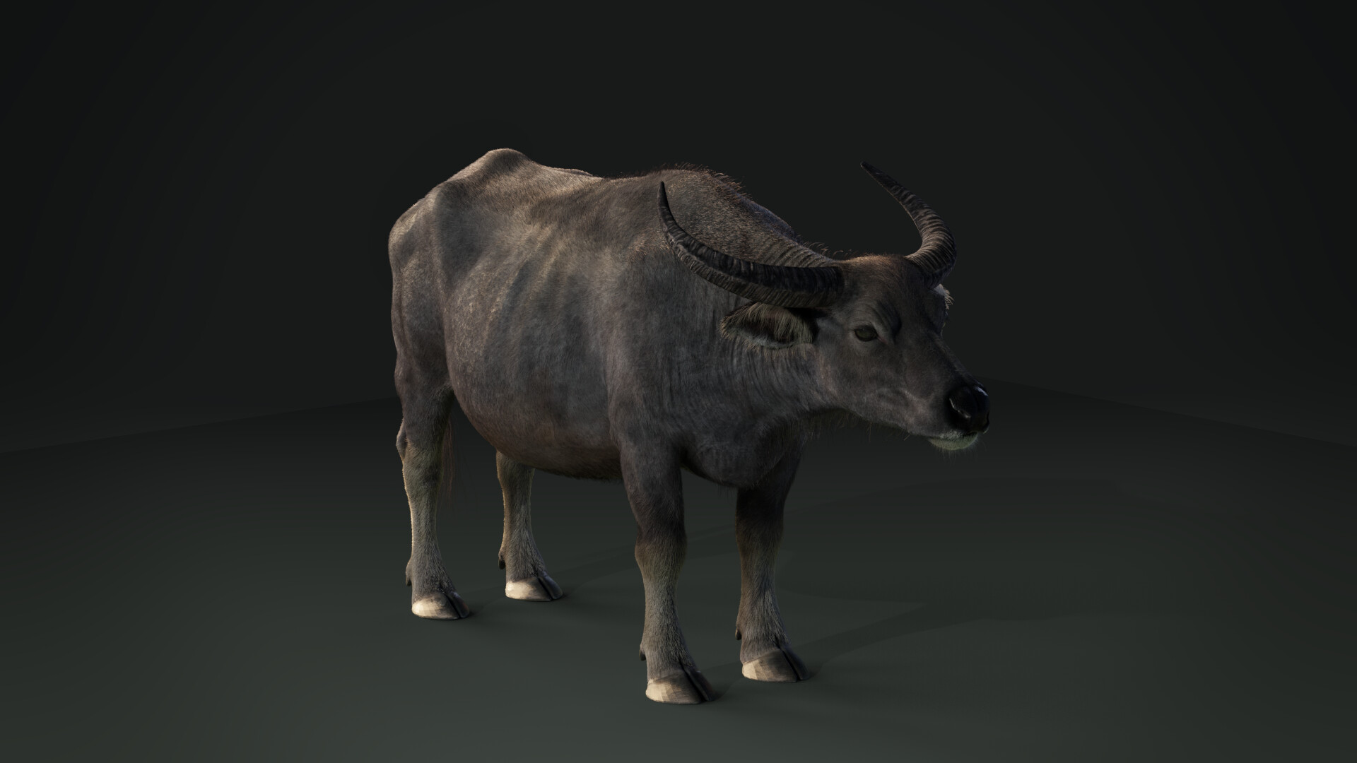 kudumartin-mart-asian-buffalo-effect-map05.jpg