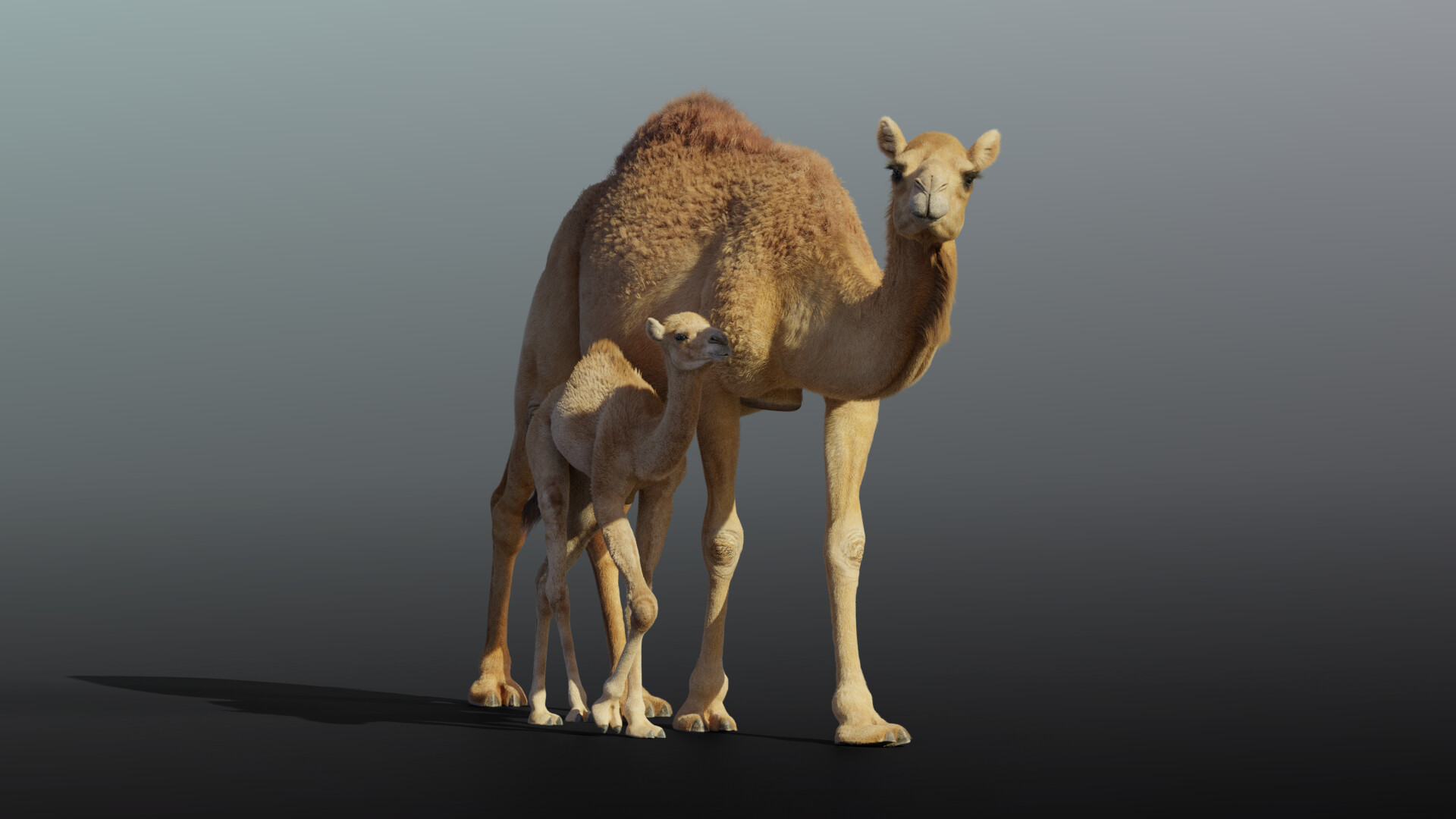 kudumartin-mart-camel-example04.jpg