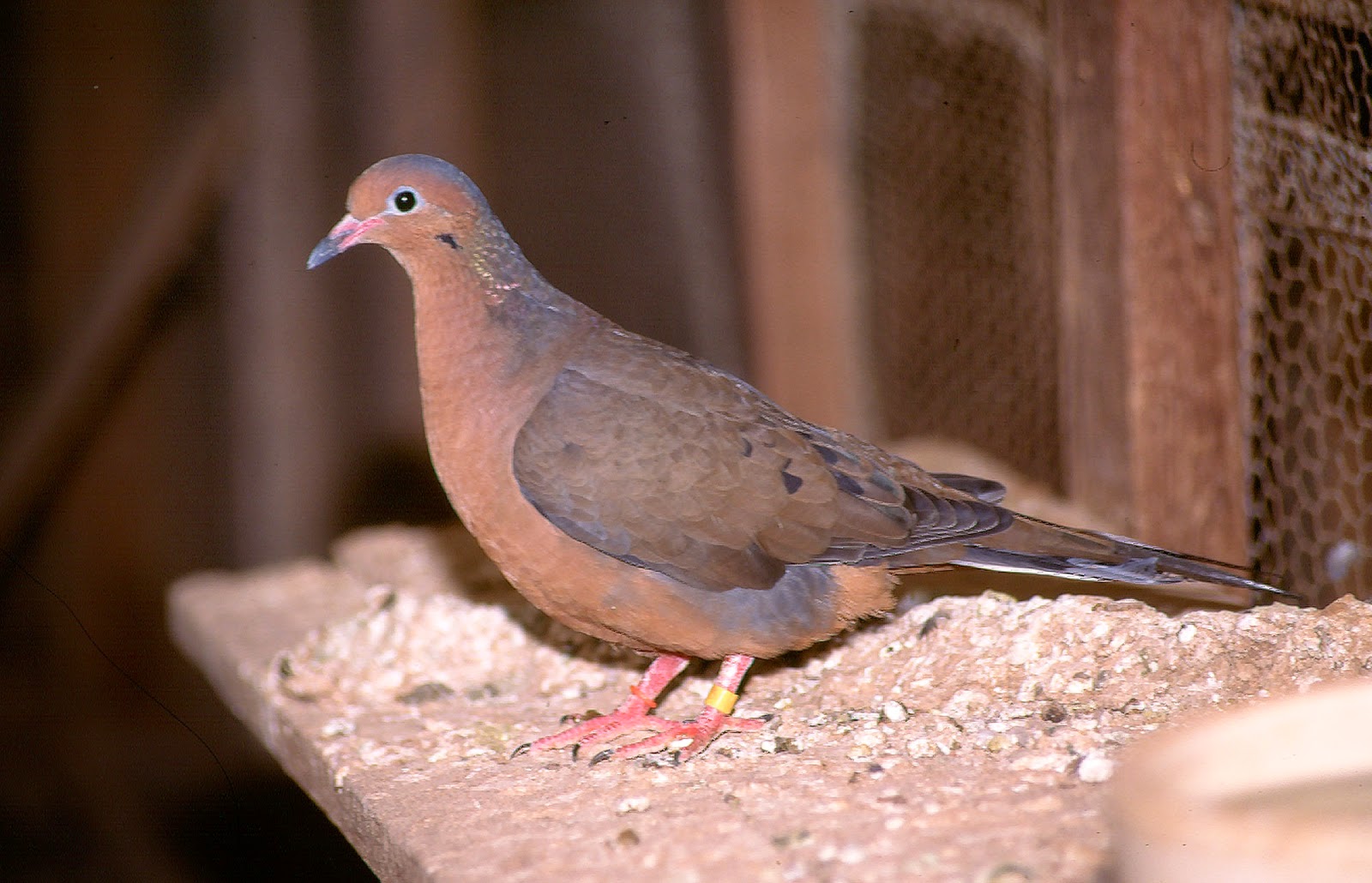La-tórtola-de-Socorro-Zenaida-graysoni.jpg