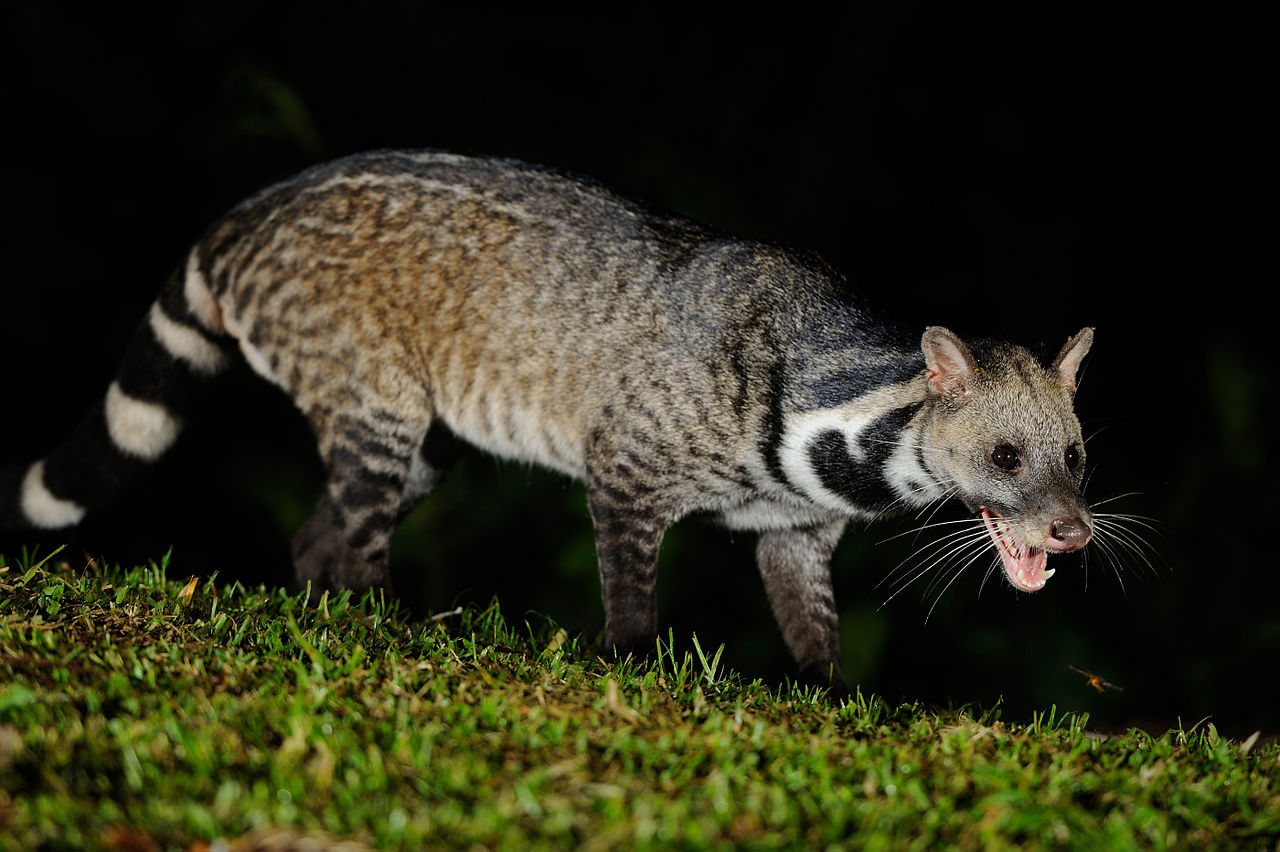 Large Indian Civet.jpg