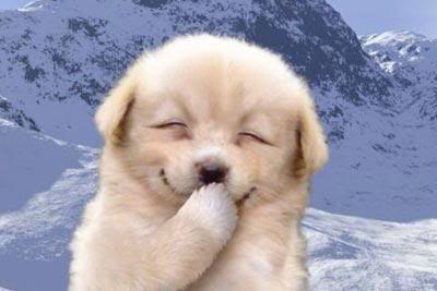 laughing-dog.jpg