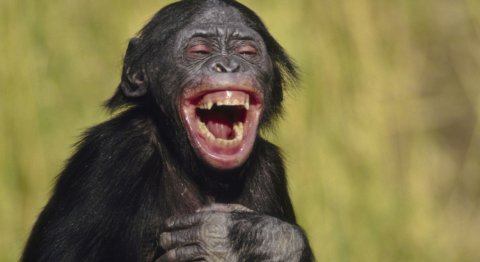 LaughingMonkey.jpg