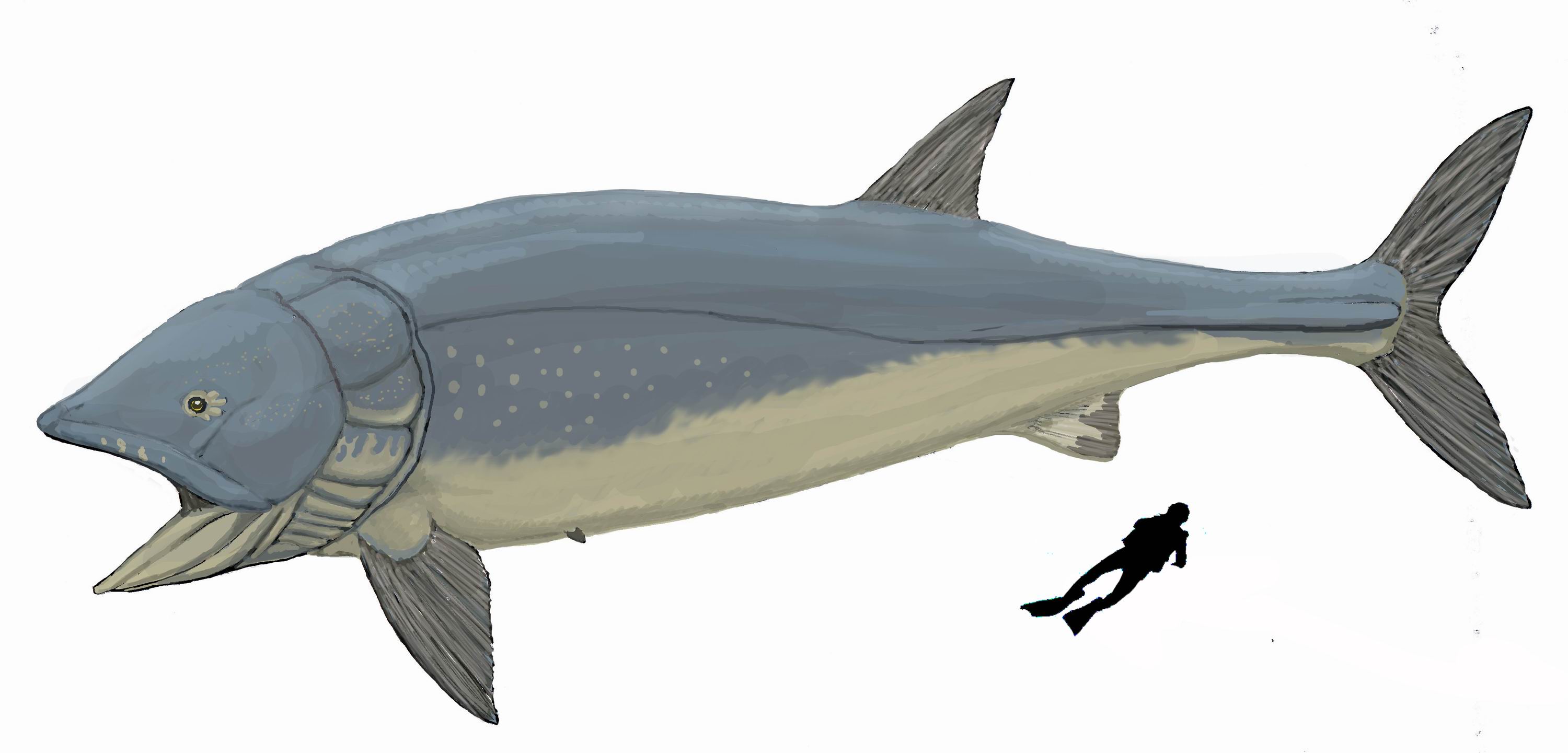 Leedsichthys_problematicus (1).jpg