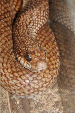 Leioheterodon geayi.jpg