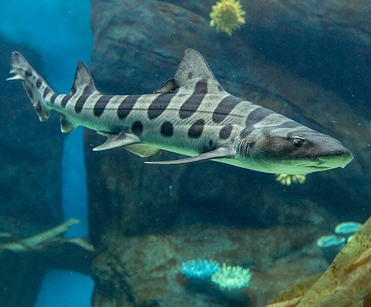 leopard-shark-02.jpg