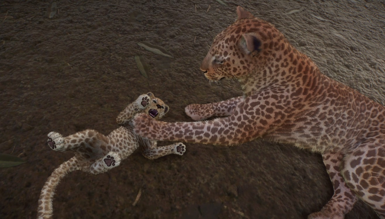 leopards.jpg