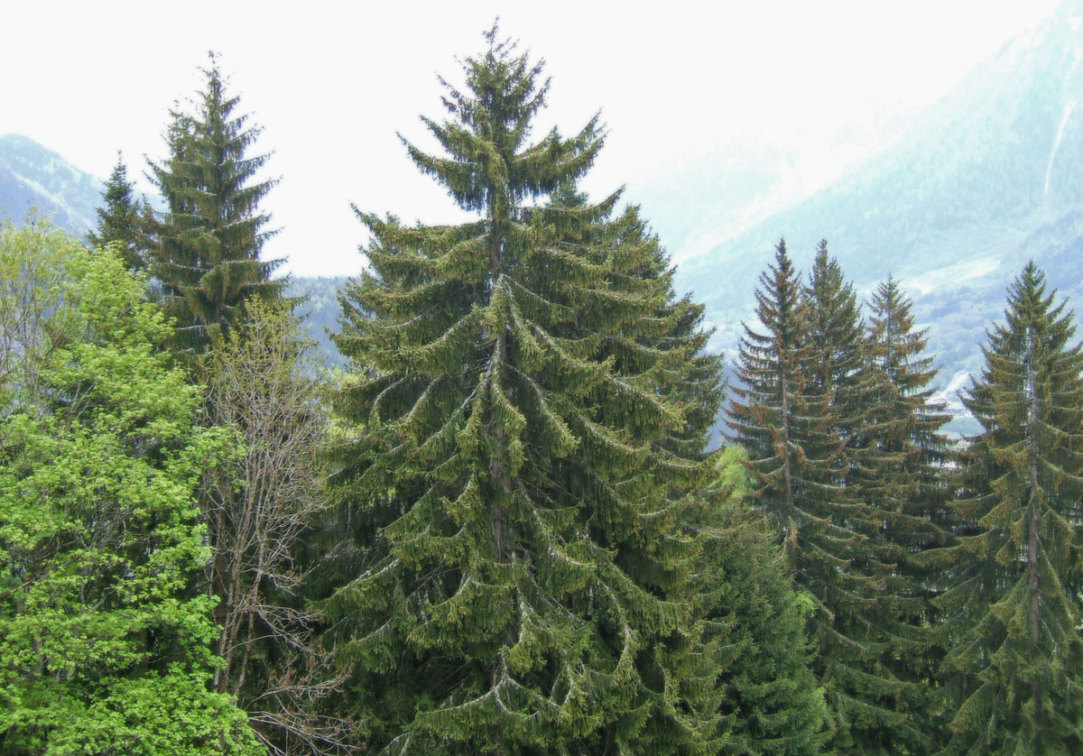 Les_Houches_trees.jpg