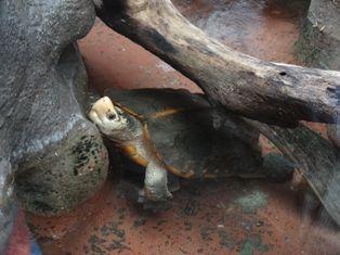 Leucocephalon yuwonoi.jpg