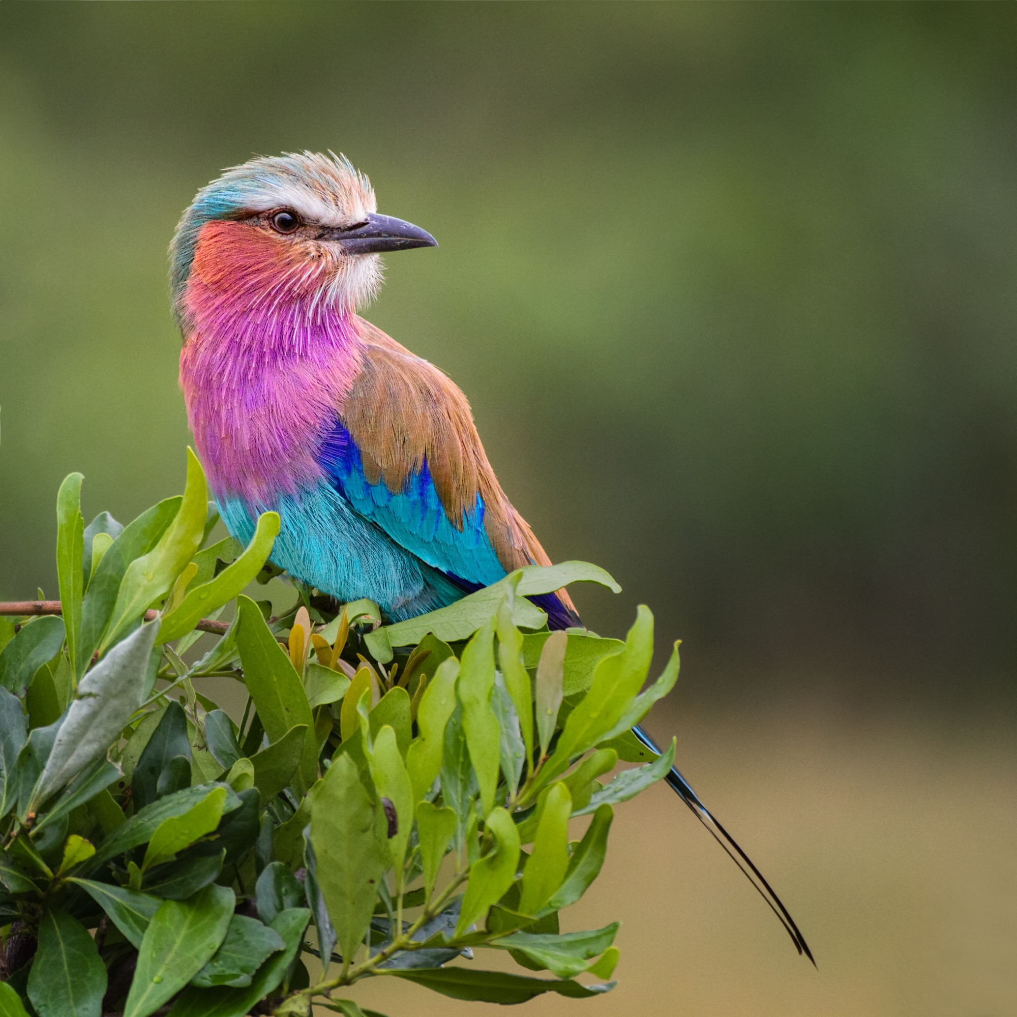 Lilac-Breasted-Roller-by-Elaine-Belvin.jpg