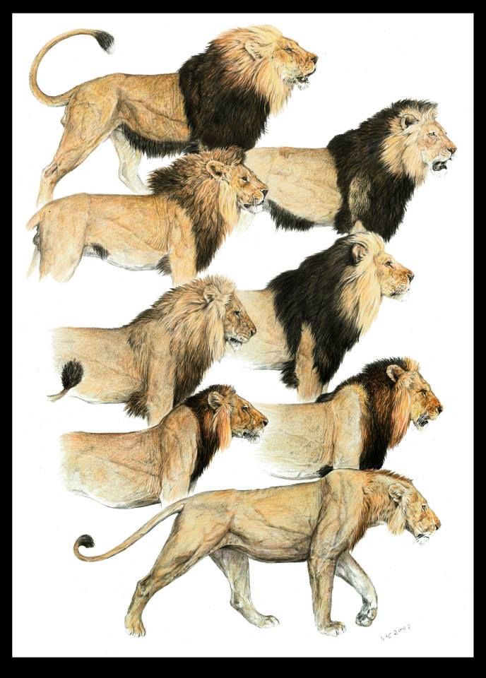 Lion mane variations.jpg