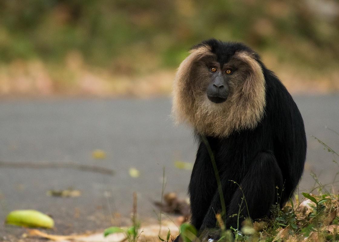 Lion-Tailed-Macaque.jpeg