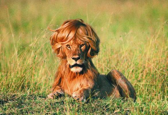 lion-timotei.jpg