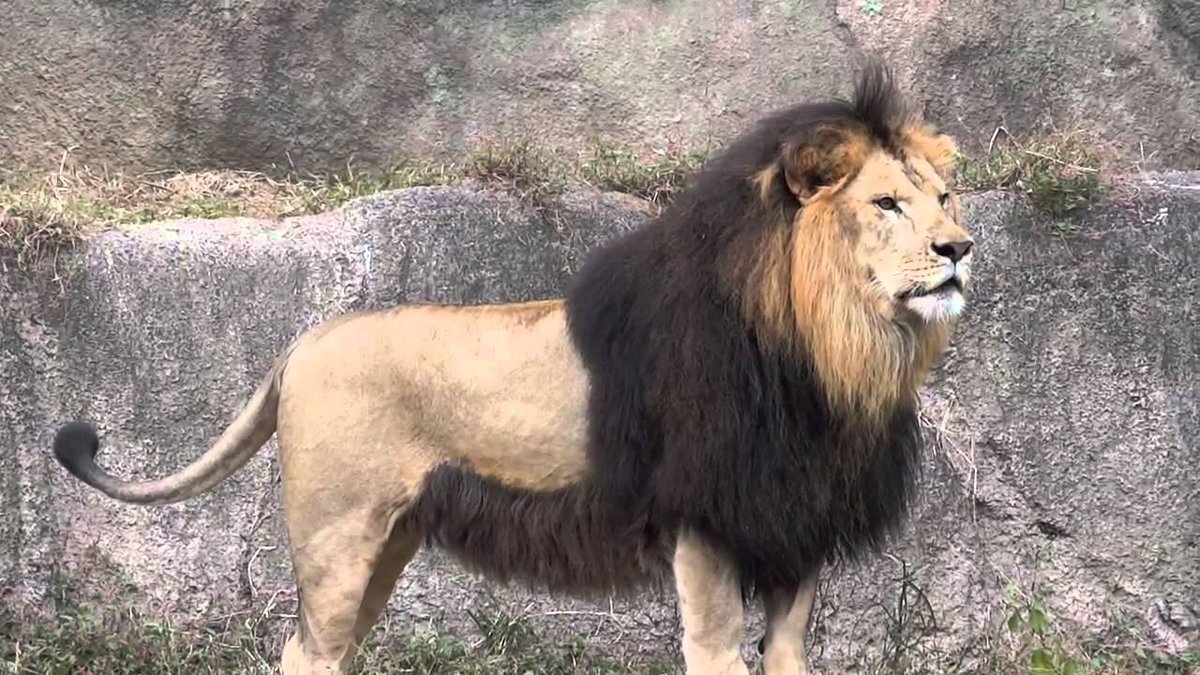 lion1.jpg