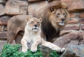 lion2.jpg