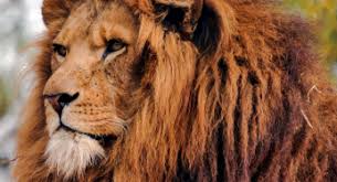 lion3.jpg