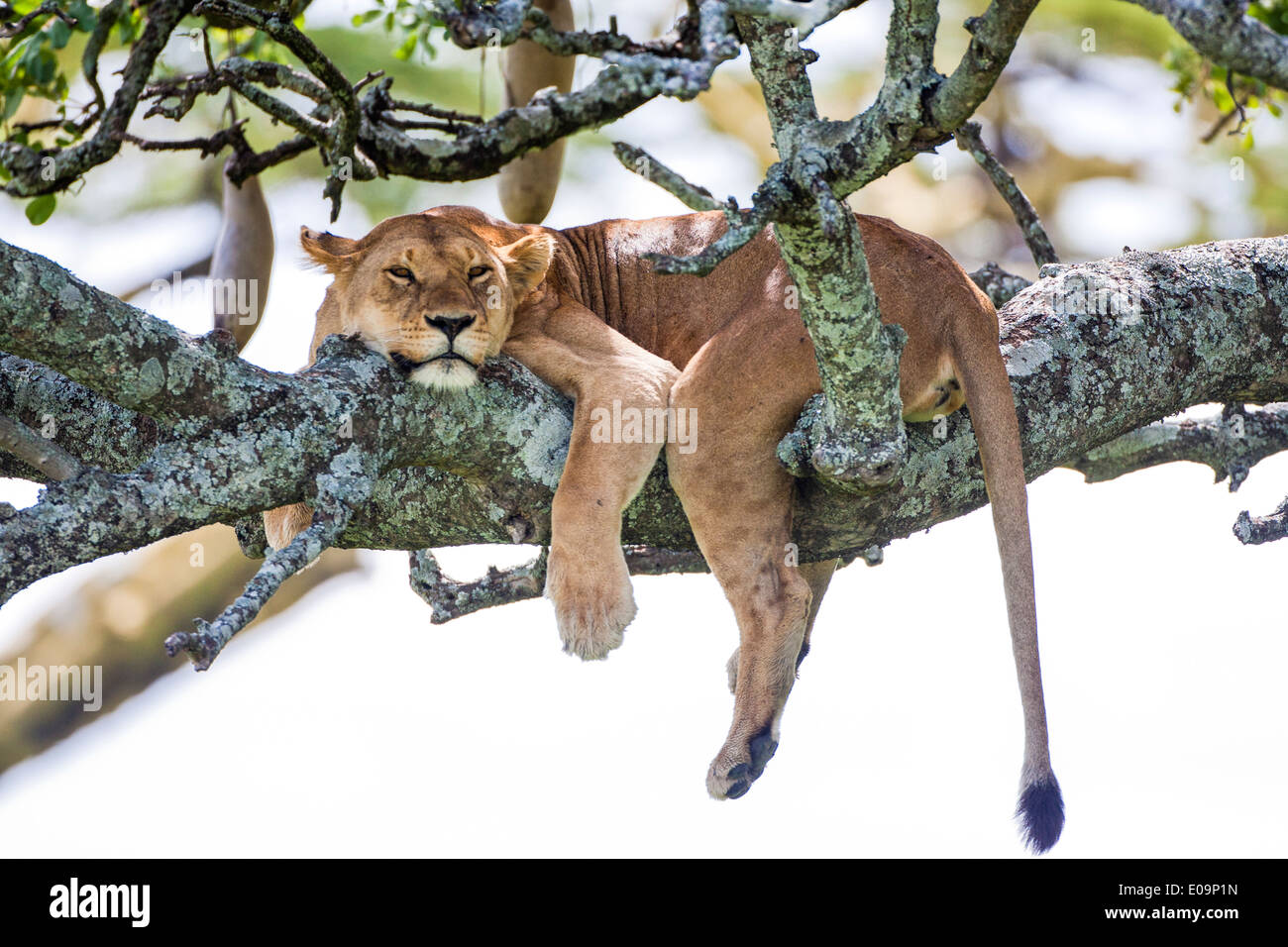 lioness-panthera-leo-resting-in-a-tree-photographed-in-tanzania-E09P1N.jpg