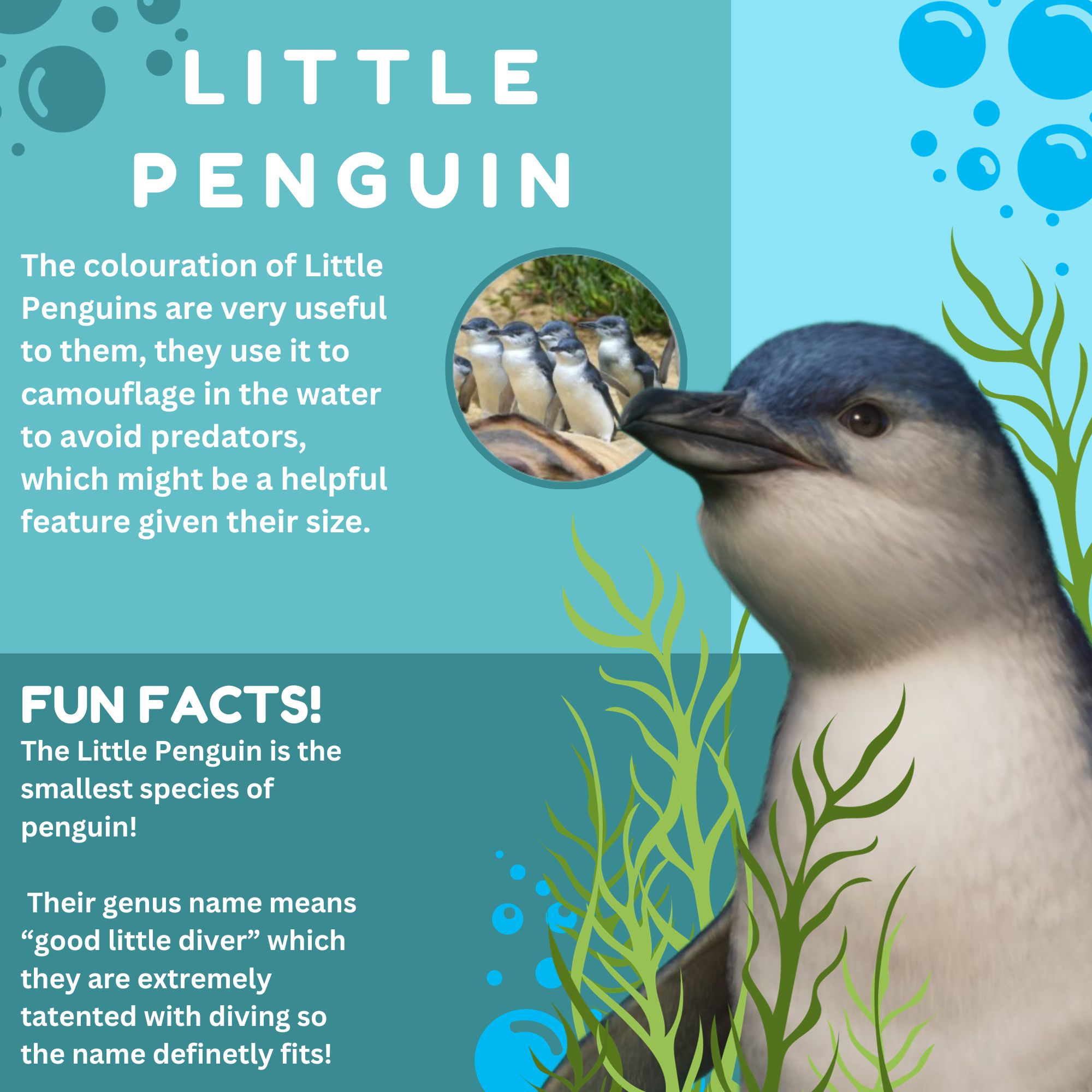 Little Penguin - Board.jpg