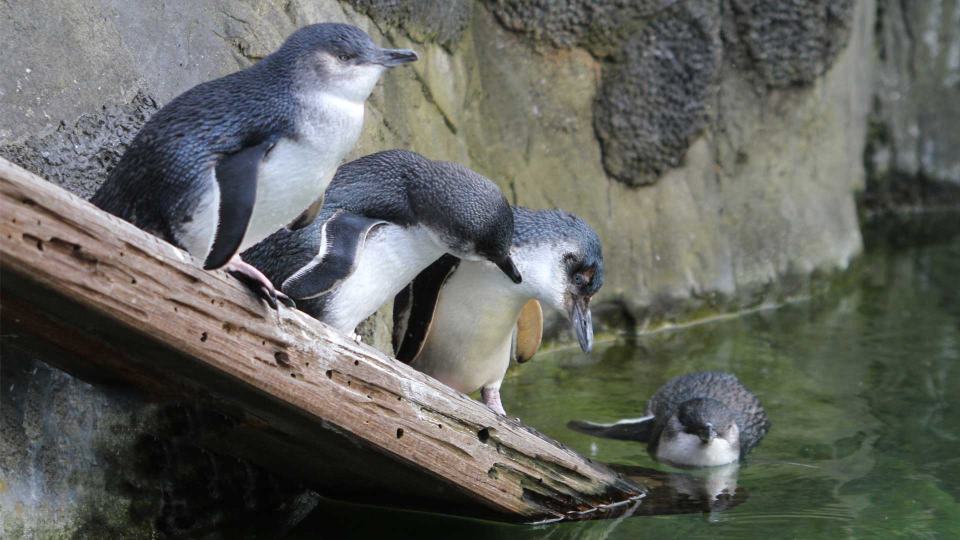 little-penguin-gallery-1.jpg