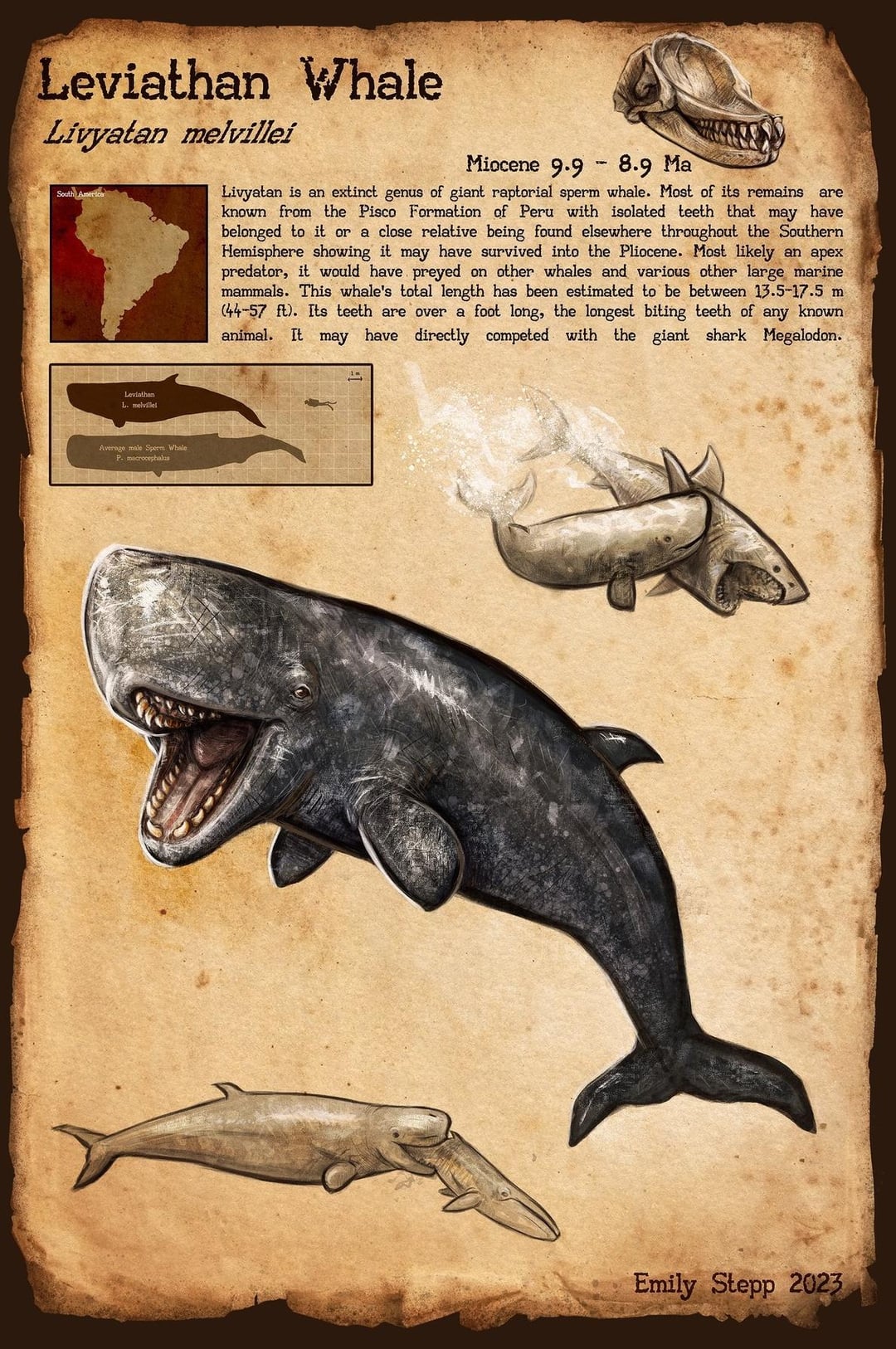 livyatan-melvillei-infographic-v0-5v4ub0lz4dra1.jpg