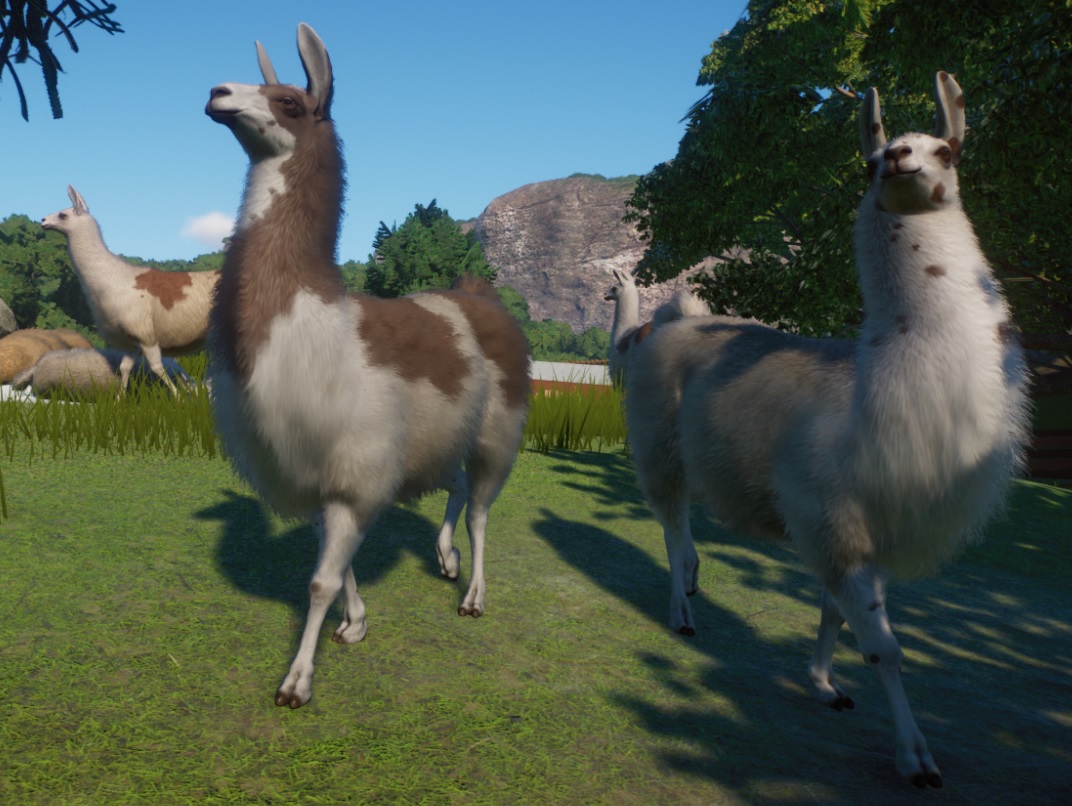 llamas.jpg