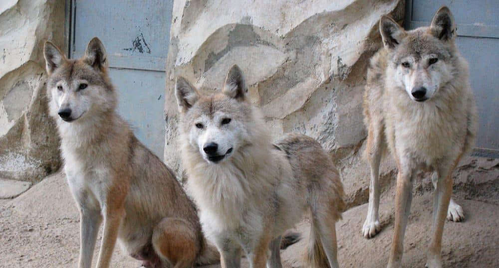 Lobo-del-Himalaya.jpg