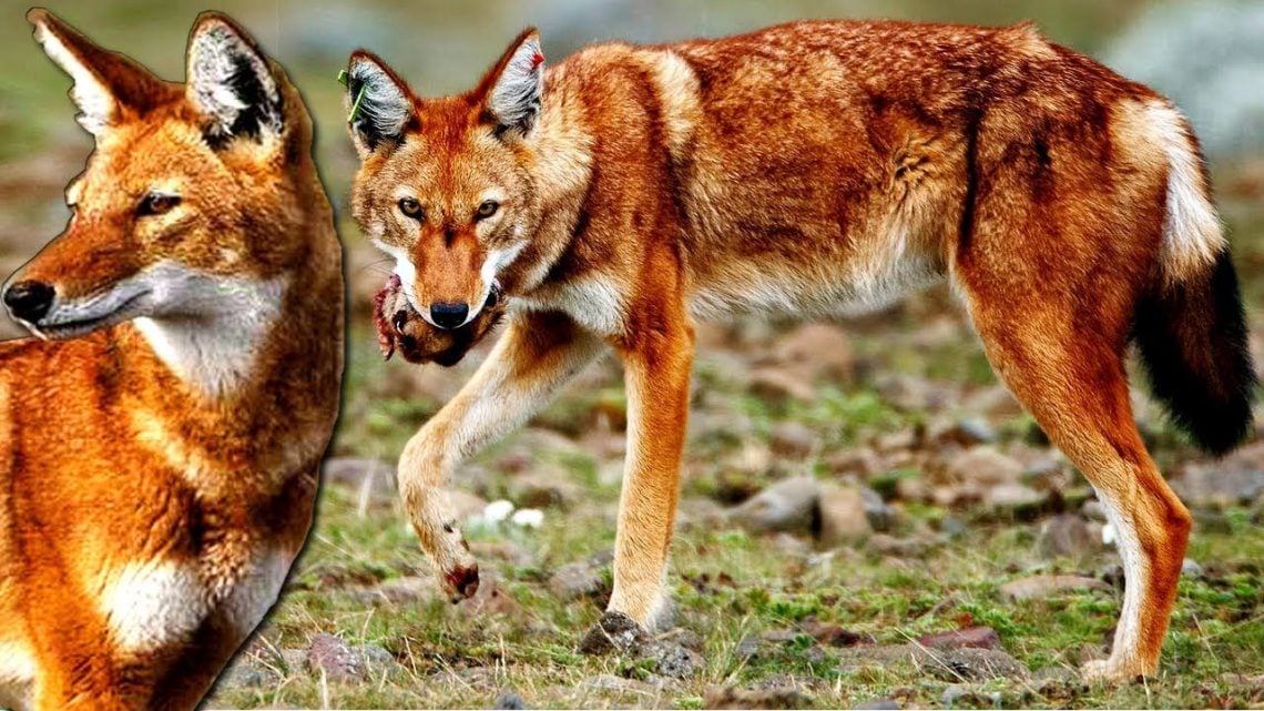 LOBO-ETÍOPE-3.jpg