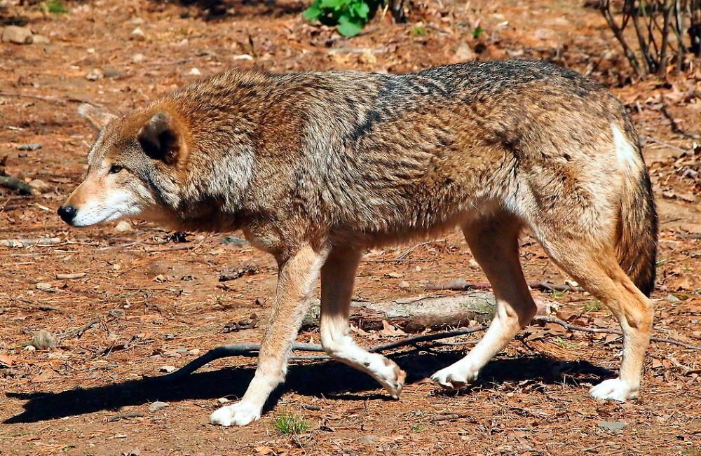lobo-rojo-en-estado-salvaje.jpg