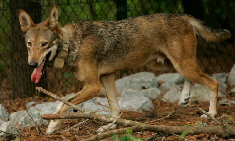 lobo-rojo.jpg
